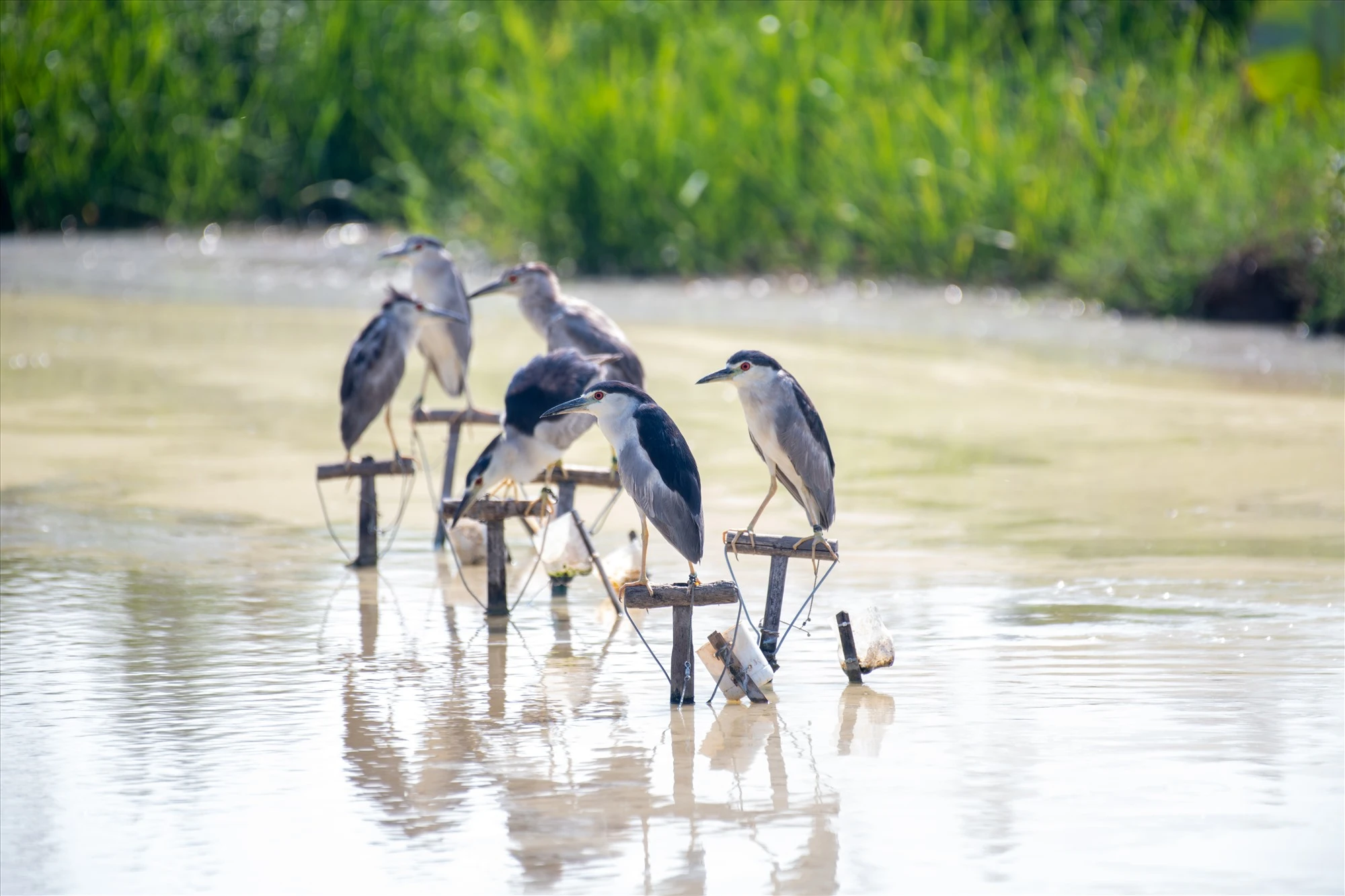  Cận cảnh “thiên la địa võng” bắt chim hoang dã ngay giữa Thủ đô