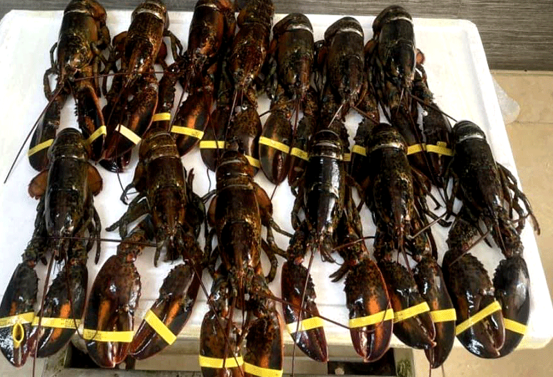 Giá rau xanh tăng gấp đôi, hải sản cao cấp giảm mạnh Gia rau xanh tang gap doi, hai san cao cap giam manh