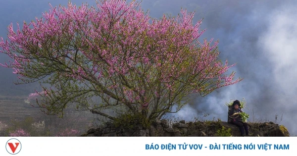 Y Tý mùa hoa đào làm say đắm lòng người