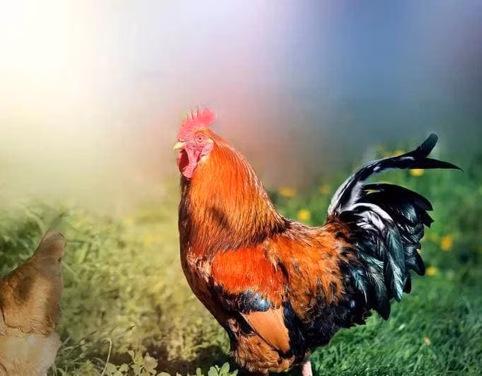 Trong đó, tuổi Mão và tuổi Thìn là hai con giáp được đánh giá cao nhất về khả năng phát tài nhanh, thu hút vận may lớn mà không cần quá vất vả. Dù may mắn gõ cửa, nhưng việc chủ động nắm bắt cơ hội và có chiến lược rõ ràng vẫn là yếu tố then chốt để chuyển vận may thành tài sản bền vững.