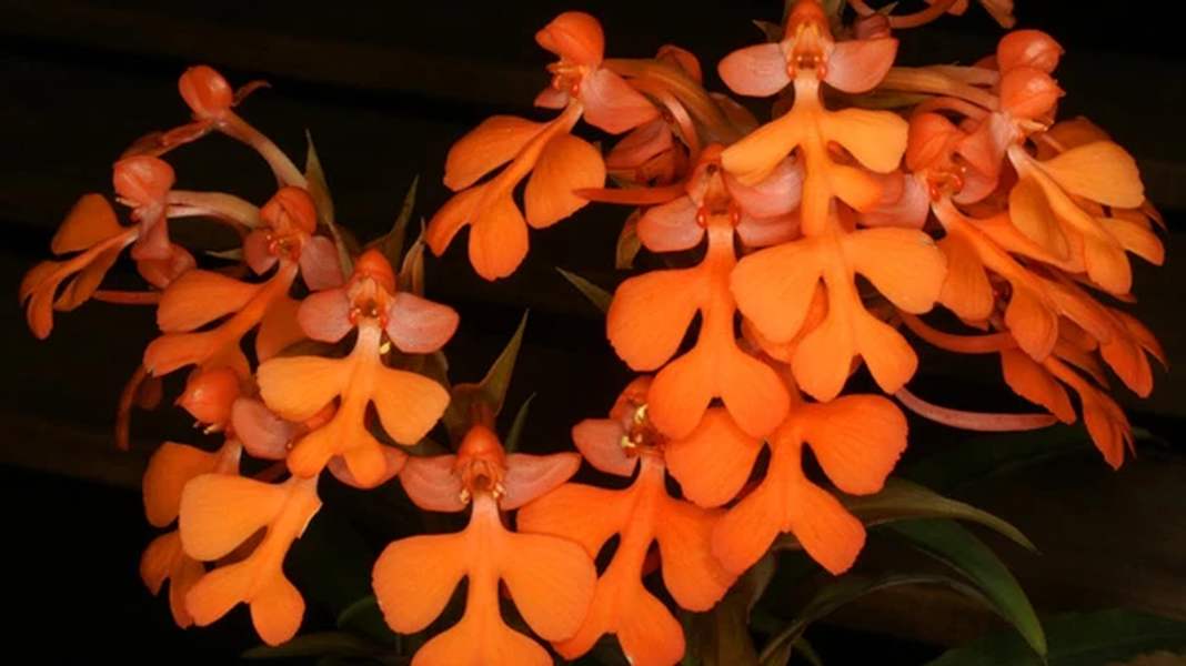 Lan kiến cò: Tên khoa học "Habenaria praetermissa". Đặc điểm: Ra hoa tháng 10, tái sinh bằng chồi và hạt, mọc rải rác trong rừng ở độ cao 100 - 200m. Phân bố: Trong nước: Hà Nam; Thế giới: Trung Quốc.