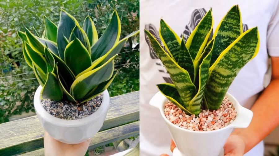 Cách chăm sóc: Lưỡi hổ là loài cây dễ trồng, chịu khô hạn tốt, chỉ cần tưới khi đất thật khô. Vị trí thích hợp là phòng khách, gần cửa ra vào hoặc đặt cạnh bàn thờ Thần Tài. Đặc biệt, nếu cây bất ngờ nở hoa – điều hiếm khi xảy ra – đó được coi là điềm may mắn, báo hiệu lộc trời ban.