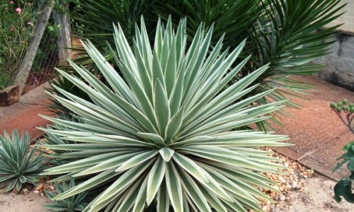 Thùa thích nắng, chịu hạn tốt và không kén đất. Nhiệt độ lý tưởng từ 15–25℃, có thể chịu lạnh nhẹ trên 5℃. Cây không cần bón phân thường xuyên, chỉ bổ sung nhẹ vào mùa sinh trưởng là đủ.