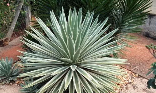 Thùa thích nắng, chịu hạn tốt và không kén đất. Nhiệt độ lý tưởng từ 15–25℃, có thể chịu lạnh nhẹ trên 5℃. Cây không cần bón phân thường xuyên, chỉ bổ sung nhẹ vào mùa sinh trưởng là đủ.