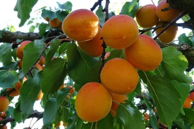 Vì thế, trồng một cây mơ không chỉ để lấy quả mà còn là gieo hy vọng cho tương lai. Cây mơ trở thành nhân chứng của năm tháng, gắn bó với truyền thống và những buổi sum họp ấm áp.