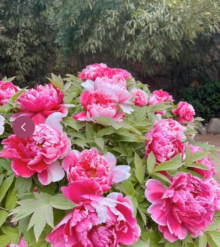 Trồng mẫu đơn không chỉ làm đẹp nhà cửa mà còn mang hàm ý thịnh vượng – là “báu vật” phong thủy bảo vệ gia tộc, được ví như linh khí sống trong mỗi khu vườn quý tộc.