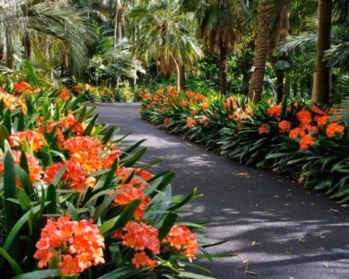 Nhiều người tin rằng, đặt một chậu lan quân tử trong nhà có thể thúc đẩy sự hòa thuận của vợ chồng và các thành viên trong gia đình. Ngoài ra, lan quân tử còn mang đến may mắn cho sự nghiệp của gia chủ, giúp con đường công danh ngày càng hanh thông, thuận lợi, nhận được sự soi đường chỉ lối của quý nhân và thu hút tài lộc.