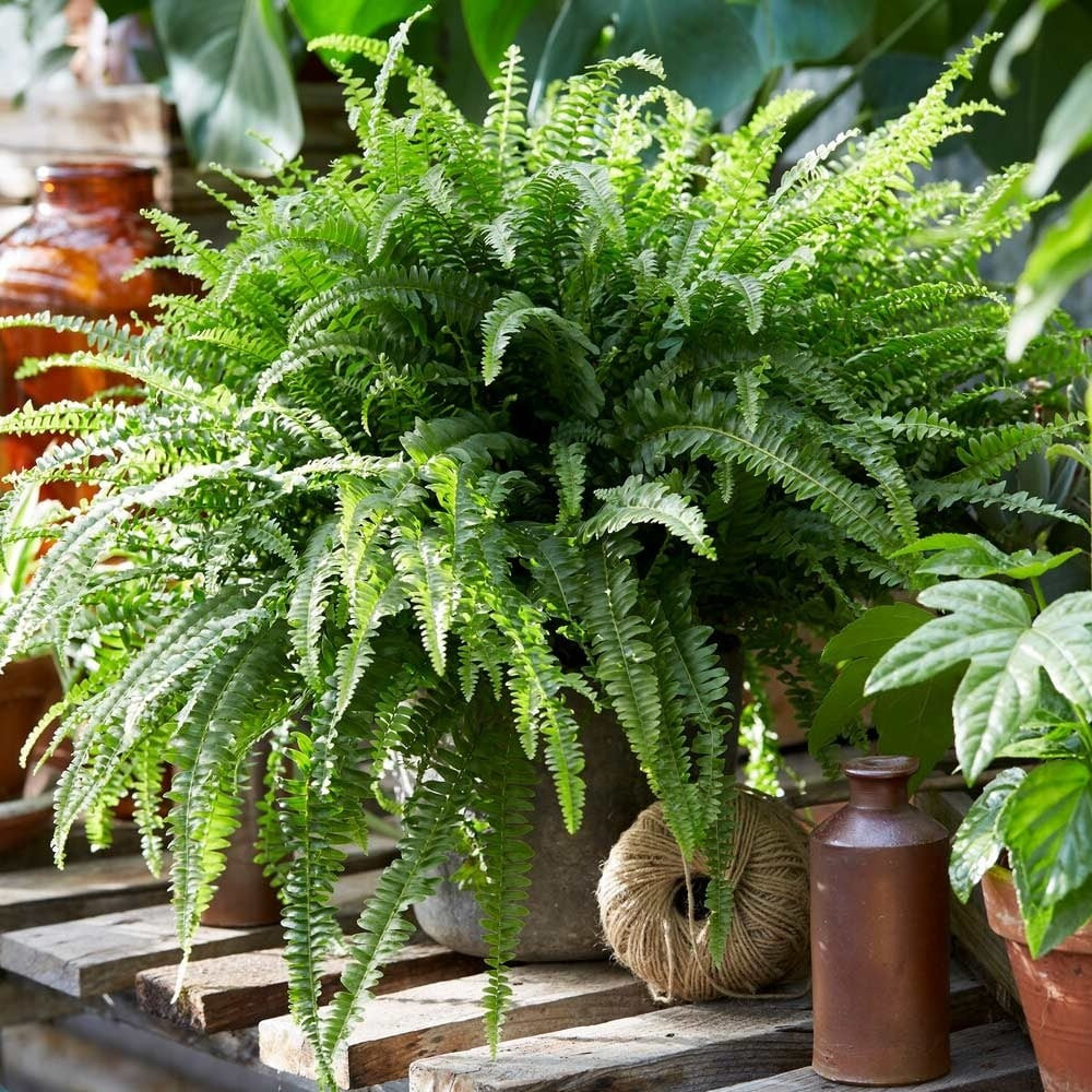  4. Dương xỉ Boston: Dương xỉ Boston nổi bật với những chiếc lá mềm mại, xòe rộng có thể hỗ trợ giúp tăng độ ẩm không khí nên cực kỳ hữu ích với những không gian thường bật điều hòa. Nhiều nghiên cứu cũng chứng minh, dương xỉ có khả năng hấp thụ formaldehyde và bụi mịn, hỗ trợ giảm độc hại trong môi trường sống.