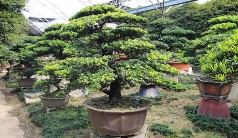 Cây thường được tạo dáng từ khi còn nhỏ, trải qua nhiều năm cắt tỉa, uốn chỉnh và chăm sóc tỉ mỉ để lên phom rõ ràng. Trong giới bonsai, những gốc tùng la hán đã già, dáng đẹp và ổn định thường được giao dịch với mức giá từ vài chục triệu đến hàng trăm triệu đồng. Mức giá này phản ánh đúng công sức nuôi dưỡng bền bỉ và giá trị tích lũy qua nhiều năm, chứ không thể tạo ra trong ngày một ngày hai.