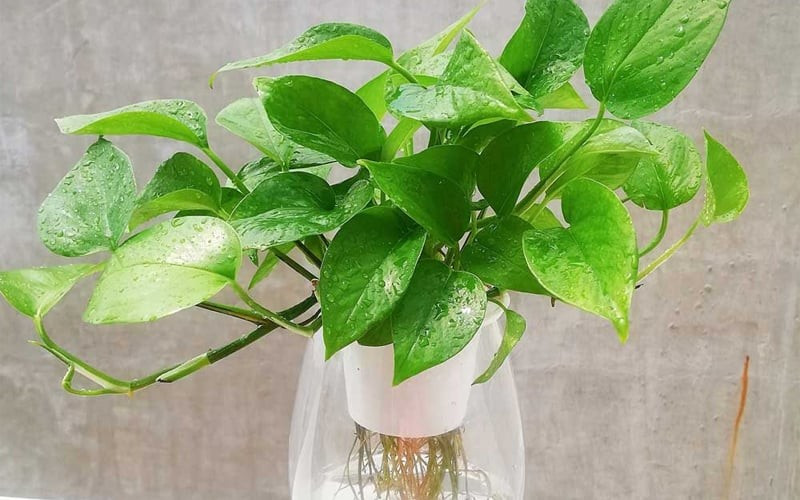 Với phần thân leo mềm mại, lá xanh bóng hình trái tim, cây trầu bà được tin là giúp thu hút tài lộc và giữ cho không khí trong nhà luôn "mượt mà" và dễ chịu.