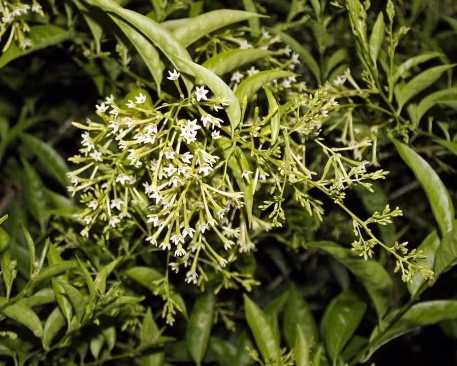 Cây hoa dạ hương: Hoa dạ hương (hay dạ lý hương) nổi tiếng với hương thơm nồng nàn về đêm, sắc hoa trắng, vàng hoặc đỏ làm đẹp khu vườn. Tuy nhiên, chính mùi thơm đó lại thu hút côn trùng, ếch nhái và chuột – những “món khoái khẩu” của rắn.