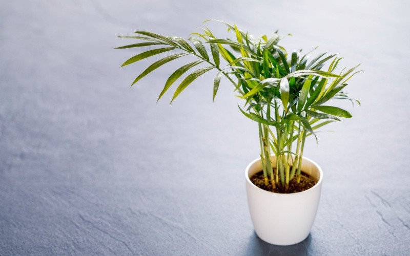 Cau tiểu trâm là loại cây cảnh ưa nắng, cần nhiều ánh sáng mặt trời để phát triển tốt. Nó cũng thích môi trường ẩm ướt, nhưng cần lưu ý tránh tưới quá nhiều nước để ngăn ngừa thối rễ.