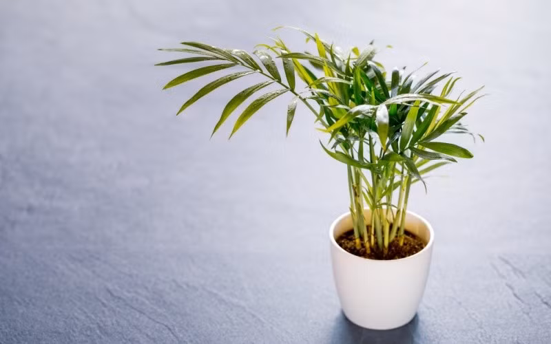 Cau tiểu trâm là loại cây cảnh ưa nắng, cần nhiều ánh sáng mặt trời để phát triển tốt. Nó cũng thích môi trường ẩm ướt, nhưng cần lưu ý tránh tưới quá nhiều nước để ngăn ngừa thối rễ.