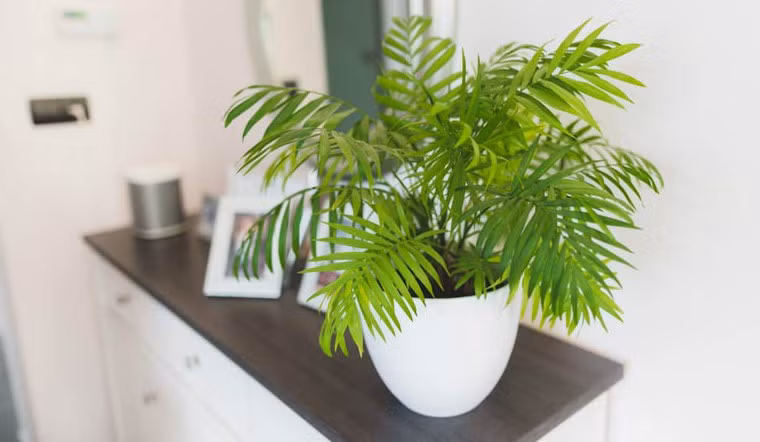 Trong phong thủy, cây cảnh này tượng trưng cho sự may mắn, thịnh vượng, sức khỏe và tài lộc. Nó cũng tượng trưng cho ý chí vươn lên và sức khỏe, giúp xua đuổi tà khí, mang lại năng lượng tích cực, tài lộc, hợp với mệnh Mộc, Hỏa, Thủy.