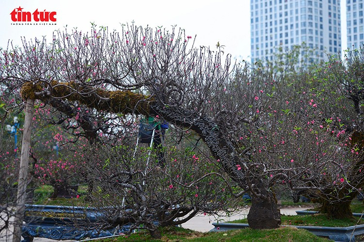 Đào cổ thụ Tây Bắc được đặt trong không gian rộng, kết hợp hài hòa giữa dáng cây cổ kính và cảnh quan đô thị.