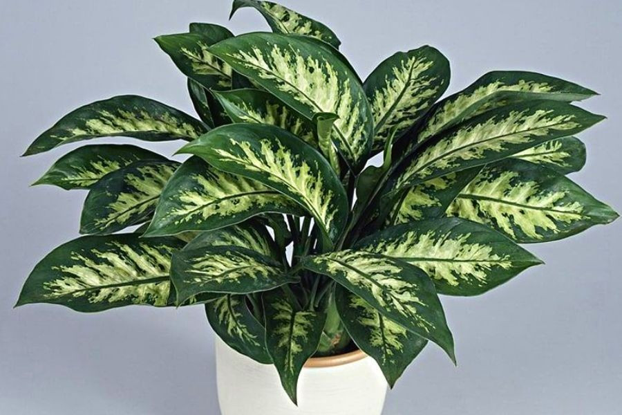 Cây cũng thường được dùng để chúc phúc cho các cặp đôi mới cưới với mong muốn cuộc sống hôn nhân viên mãn, hạnh phúc và tràn đầy yêu thương. * Thông tin mang tính chất tham khảo