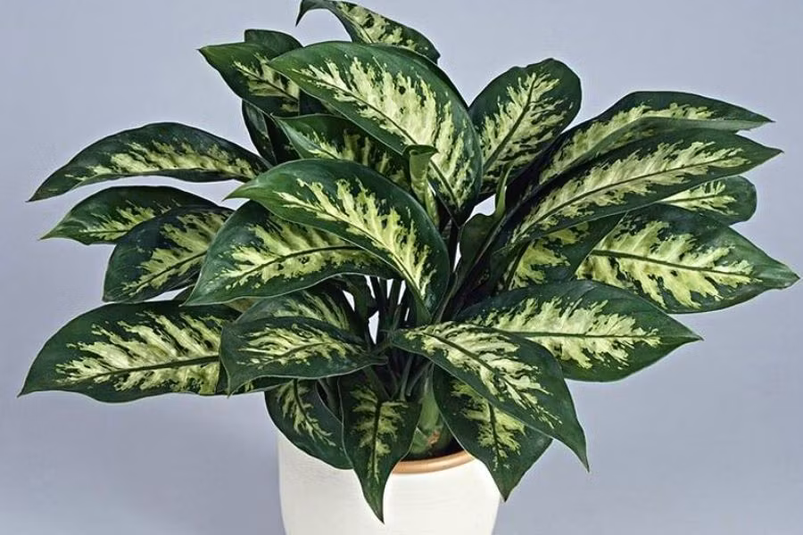 Cây cũng thường được dùng để chúc phúc cho các cặp đôi mới cưới với mong muốn cuộc sống hôn nhân viên mãn, hạnh phúc và tràn đầy yêu thương. * Thông tin mang tính chất tham khảo