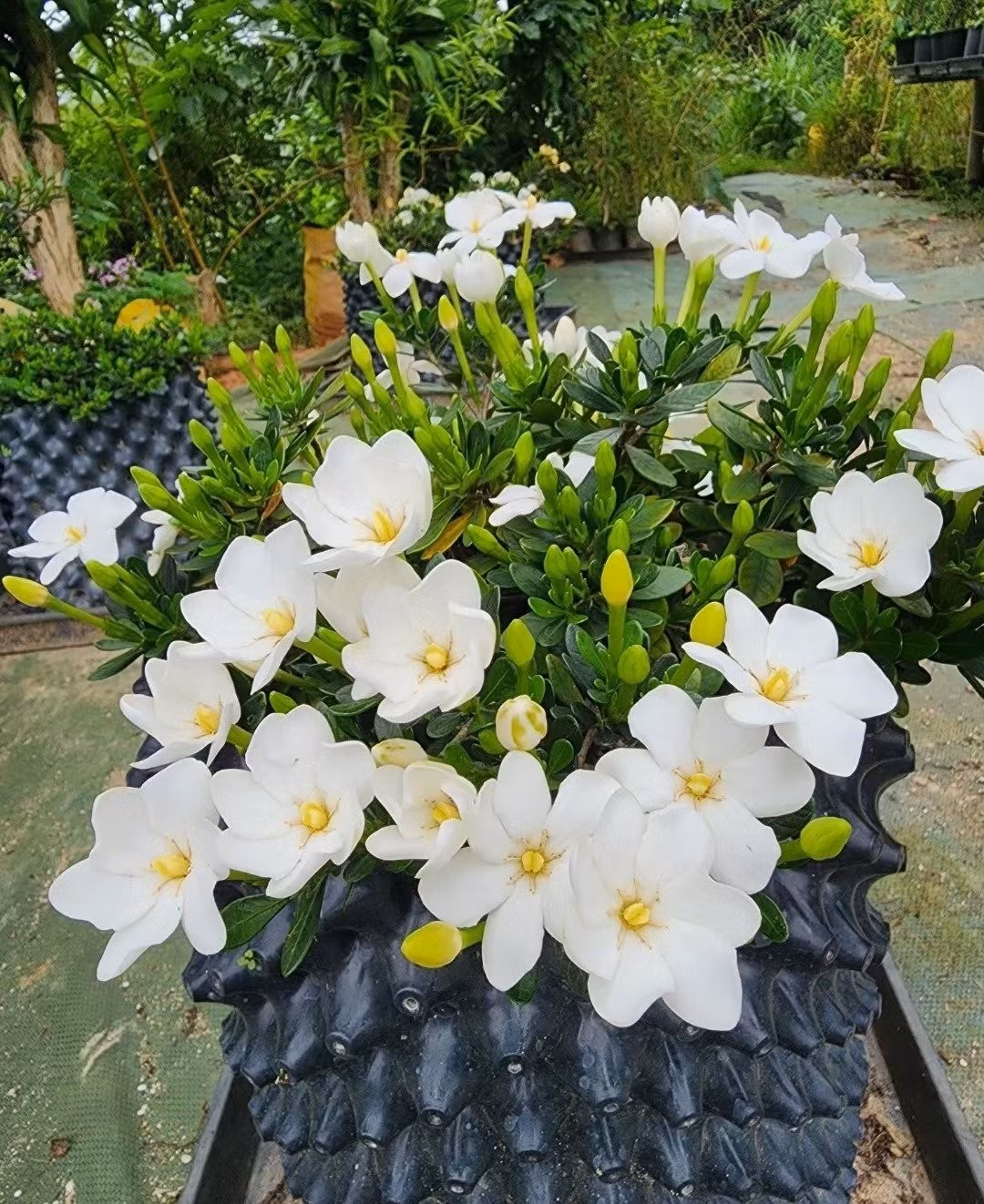 Về chăm sóc, giống dành dành này rất dễ tính. Cây thích hợp cả với người mới chơi vì khả năng chịu hạn tốt, ít sâu bệnh và dễ nhân giống.