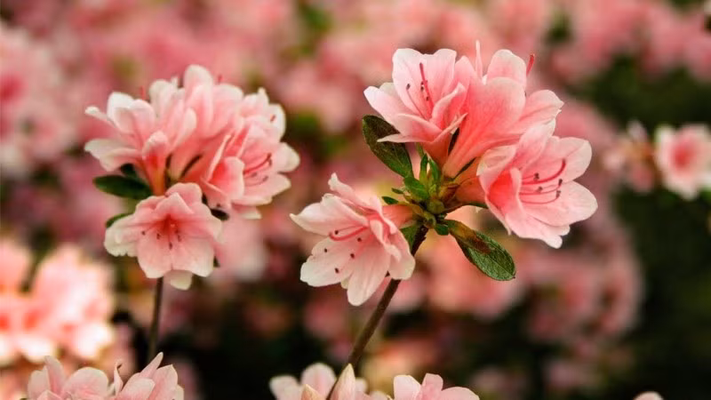 Những gốc đỗ quyên già sau nhiều năm gió mưa càng thêm cứng cáp, thân gỗ xù xì nhưng tán lá lại xanh tươi, hoa nở càng sai. Mỗi mùa xuân về, cây như kể lại câu chuyện của thời gian, lặng lẽ chứng kiến bao đổi thay của gia đình.