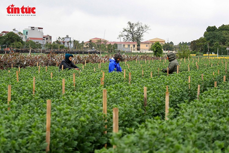 Khắp các vườn hoa, nông dân bận rộn với hàng loạt công việc như tưới dinh dưỡng, phun phòng sâu bệnh, tạo dáng, tỉa nụ. Nhiều nhà vườn còn thuê thêm lao động thời vụ để kịp tiến độ chăm sóc. Tại một vườn hoa ly ở Tây Tựu, chị Lệ cho biết gia đình đang chăm sóc gần 2 vạn gốc ly chuẩn bị cho dịp Tết. “Hoa ly rất ‘khó tính’, chi phí giống, phân bón cao, nên phải chăm kỹ để cây khỏe, nụ mẩy, nở đúng vụ,” chị chia sẻ.