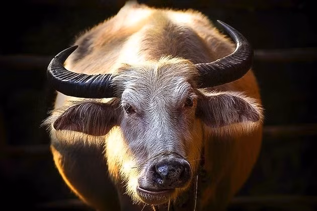 Người tuổi Sửu đang làm ăn sẽ đón tin vui lớn về buôn bán, người làm công ăn lương có thể được tăng lương, nhận thưởng hoặc chuyển sang vị trí tốt hơn. Đặc biệt, đây là thời điểm tuổi Sửu dễ gặp quý nhân là người lớn tuổi, giúp kết nối cơ hội làm ăn dài hạn, bền vững.