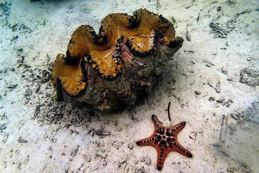 Việc thu hoạch quá mức khiến cho loài động vật này bị suy giảm nghiêm trọng về số lượng.