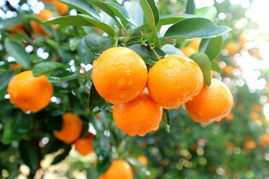  Cách chăm sóc quất: Việc chăm sóc rất đơn giản; chỉ cần sử dụng đất vườn thông thường với một ít mùn lá. Bạn không cần tưới nước mỗi ngày; chỉ tưới khi đất khô. Vào mùa xuân, tỉa bỏ những cành mọc quá um tùm và thường xuyên bón phân hữu cơ pha loãng, cây sẽ ra quả đều khắp các cành.