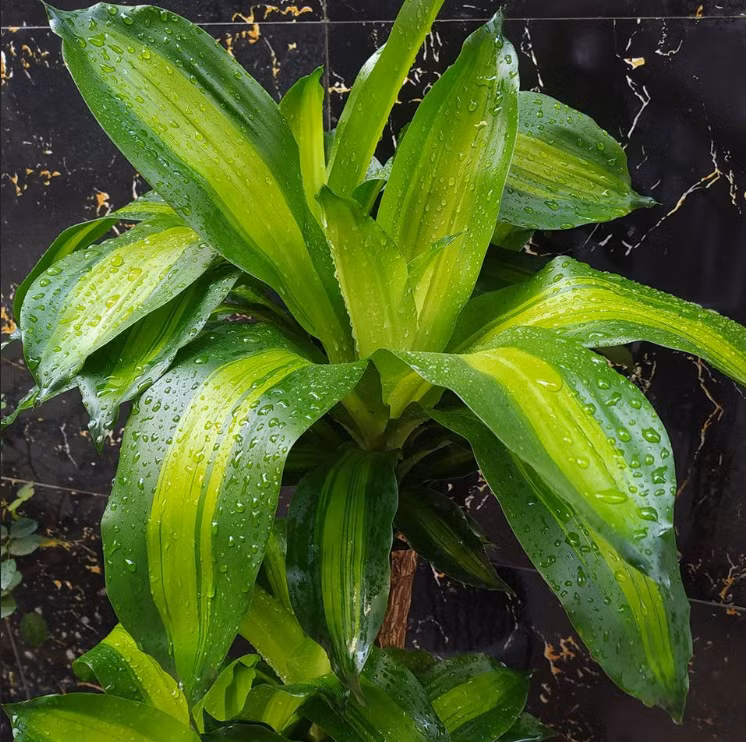 Loại cây này có thể sinh trưởng tốt cả trong môi trường thiếu sáng, được biết đến với khả năng lọc không khí, loại bỏ các chất độc hại trong không khí giúp cải thiện sức khoẻ của gia chủ.