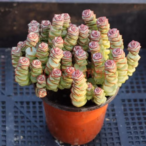 Cây phù hợp đặt trên bàn làm việc hoặc kệ trang trí. Khi chăm sóc, cần tránh nắng gắt mùa hè và không tưới quá nhiều nước để cây phát triển khỏe mạnh.