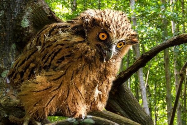 Ngoại hình của cú cá rất khác biệt: bộ lông nâu hung có vệt sọc, đôi chùm lông tai vểnh cao, mỏ đen sắc bén. Chúng dài tới nửa mét, sải cánh hơn 1,2 mét, nặng gần 2,5 kg – thuộc nhóm cú lớn nhất thế giới.