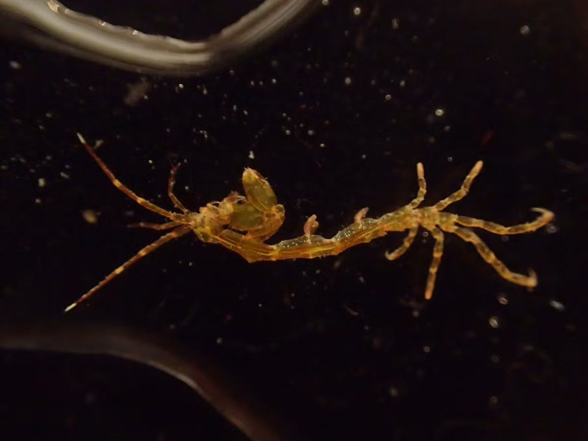  Sống bám thay vì bơi lội tự do. Caprella acanthifera thường bám chặt vào rong biển, san hô mềm, hải miên hoặc các cấu trúc nhân tạo dưới nước, sử dụng đôi chân móc để neo mình trước dòng chảy. Ảnh: inaturalist.