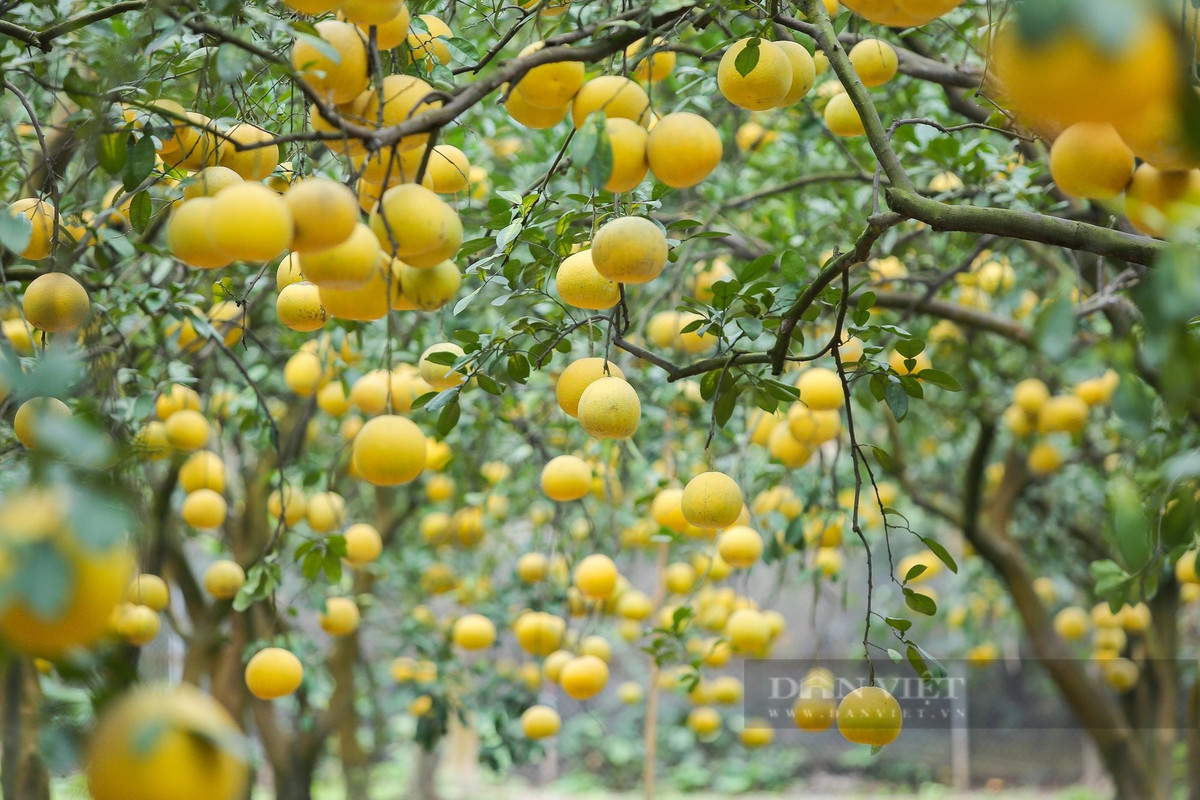 Cây ưa sáng, cần đất sâu, giàu dinh dưỡng và thoát nước tốt để phát triển khỏe mạnh và sai quả. Ngoài giá trị thẩm mỹ và kinh tế, bưởi còn mang đến năng lượng tích cực cho không gian sống. Vì thế, nhiều người lựa chọn trồng bưởi như một cách vừa làm đẹp nhà vừa mong cầu phúc lộc.