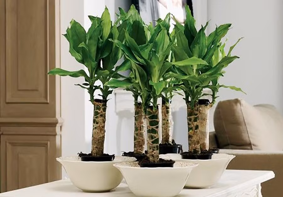 Cây nở hoa cũng là chỉ dấu cho thấy tiền tài đang đến. Với những đặc điểm này, thiết mộc lan thường được đặt trong phòng khách, văn phòng hoặc cửa hàng kinh doanh, nhưng cần lưu ý không để cây trong phòng ngủ.