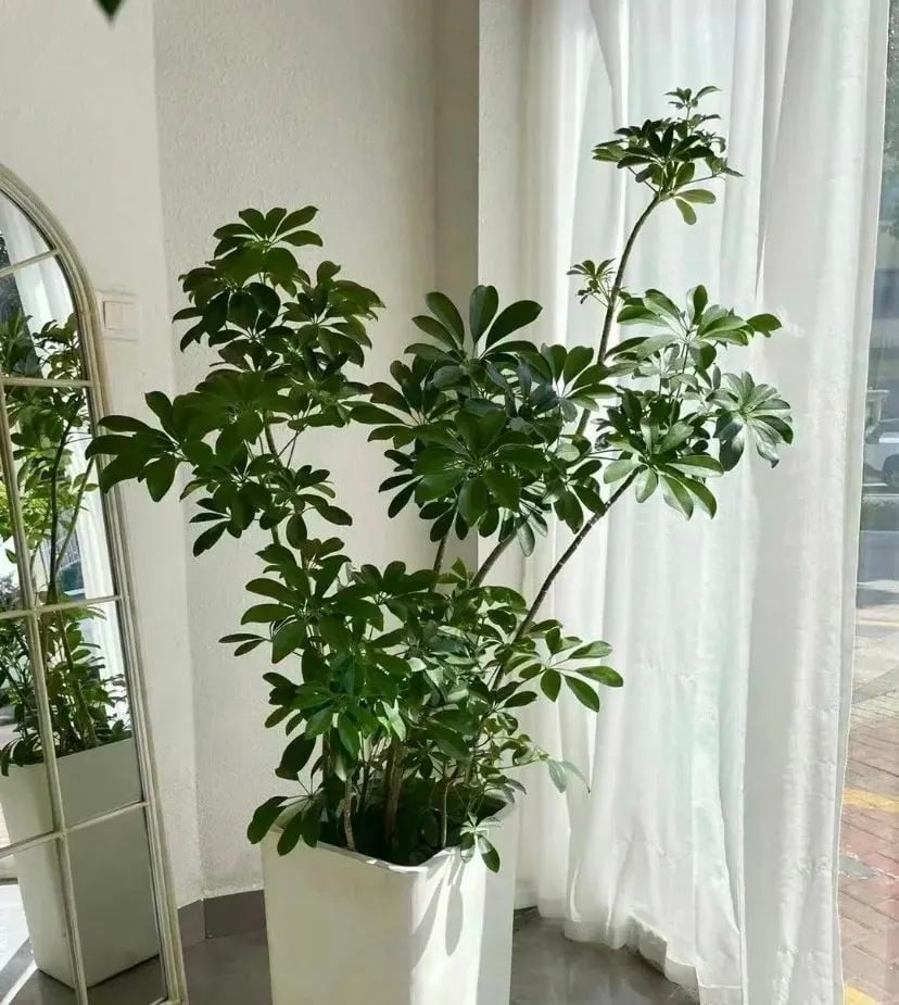 Ngũ gia bì giúp phòng khách thêm sức sống và hưng thịnh: Sự xanh tươi và hình dáng mạnh mẽ của cây tượng trưng cho sự phát triển, thịnh vượng, giúp không gian phòng khách luôn ấm cúng, đầy sinh khí.