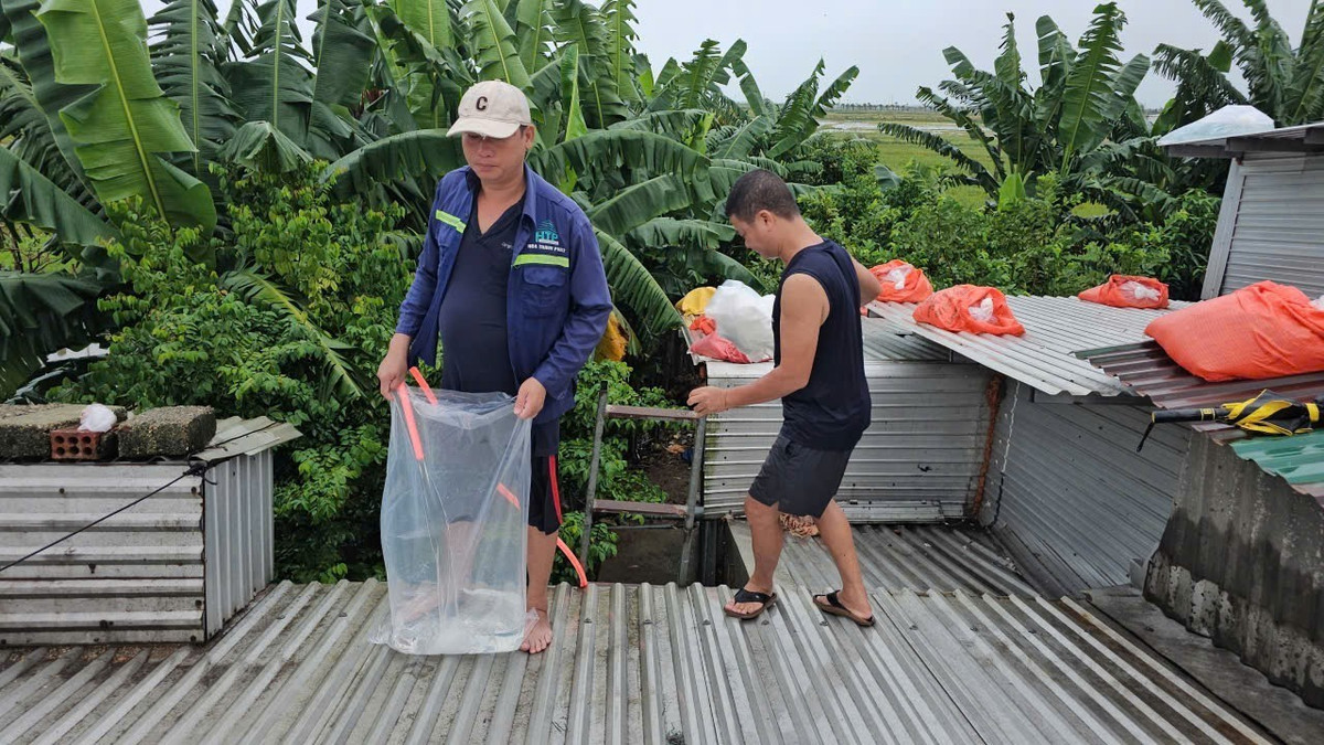 Túi ni lông và ống dẫn nước được đưa lên mái nhà một cách dễ dàng, thuận tiện hơn việc khuân vác bao cát, bờ lô tấm lợp.