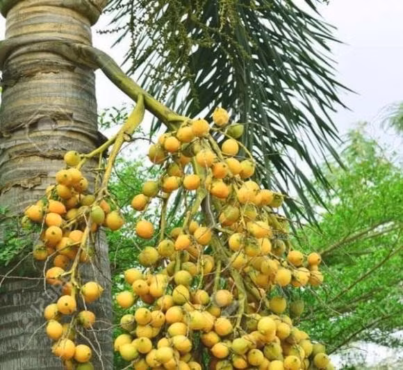 Nếu chặt bỏ cau khi không cần thiết có thể vô tình cản trở dòng năng lượng tốt đang lưu thông trong nhà, khiến không khí trong vườn mất cân bằng, từ đó kéo theo nhiều xáo trộn về tinh thần và sức khỏe gia chủ.