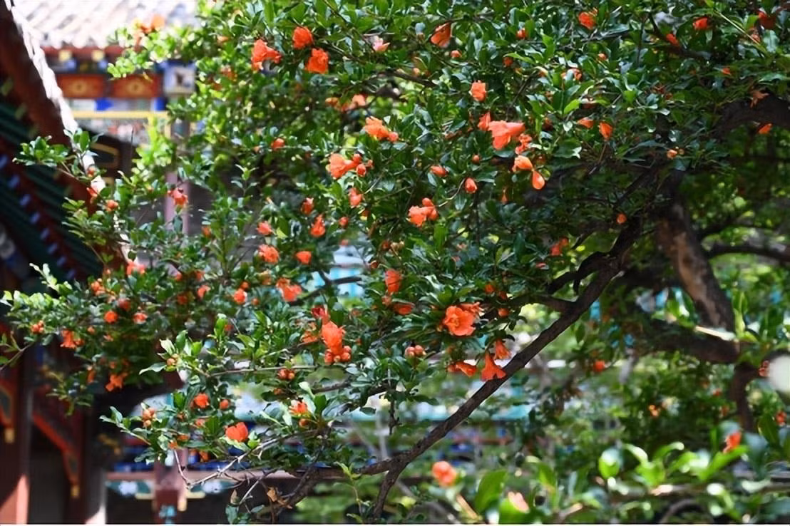 Quả lựu nhiều hạt, mọng nước, biểu tượng cho con cháu đầy đàn, cuộc sống sung túc và tương lai rực rỡ. Cây cũng rất đẹp vào mùa kết trái. Ánh sáng nhẹ buổi sáng ở hướng Đông rất phù hợp với cây lựu, giúp cây phát triển tốt, đâm chồi kết trái đều đặn, mang vượng khí vào nhà.