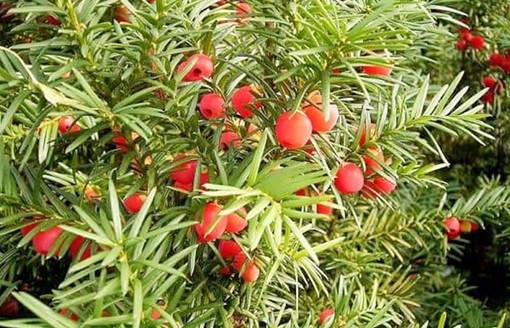 Giá trị phong thủy: Cây được xem như “vệ thần” xua tà, mang lại bình an, đồng thời thể hiện sự kiêu hãnh và sang trọng cho ngôi nhà.