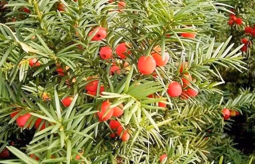 Giá trị phong thủy: Cây được xem như “vệ thần” xua tà, mang lại bình an, đồng thời thể hiện sự kiêu hãnh và sang trọng cho ngôi nhà.