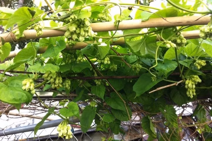 Cây leo giàn (hoa giấy, thiên lý...): Hoa giấy, thiên lý, nho leo... là lựa chọn phổ biến để làm giàn che mát và trang trí sân vườn. Tuy nhiên, tán lá rậm rạp lại là nơi trú ngụ lý tưởng của rắn, đặc biệt là rắn lục có khả năng ngụy trang.