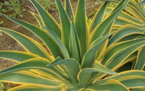 Ý nghĩa phong thủy: Được coi là loại cây có khả năng xua đuổi tà khí, bảo vệ gia trạch. Hút vượng khí, đặc biệt phù hợp trồng ở ban công, sân vườn hoặc trước cửa chính – nơi khí lưu thông mạnh mẽ.