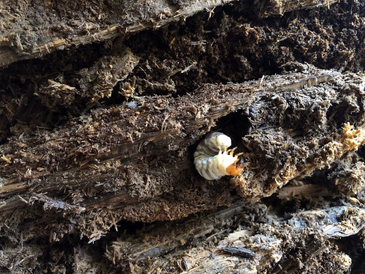  5. Ấu trùng sống trong thân gỗ mục nhiều năm. Ấu trùng Prosopocoilus confucius phát triển chậm, có thể mất 1–2 năm trong giai đoạn này trước khi hóa nhộng và trưởng thành. Ảnh: iNaturalist.