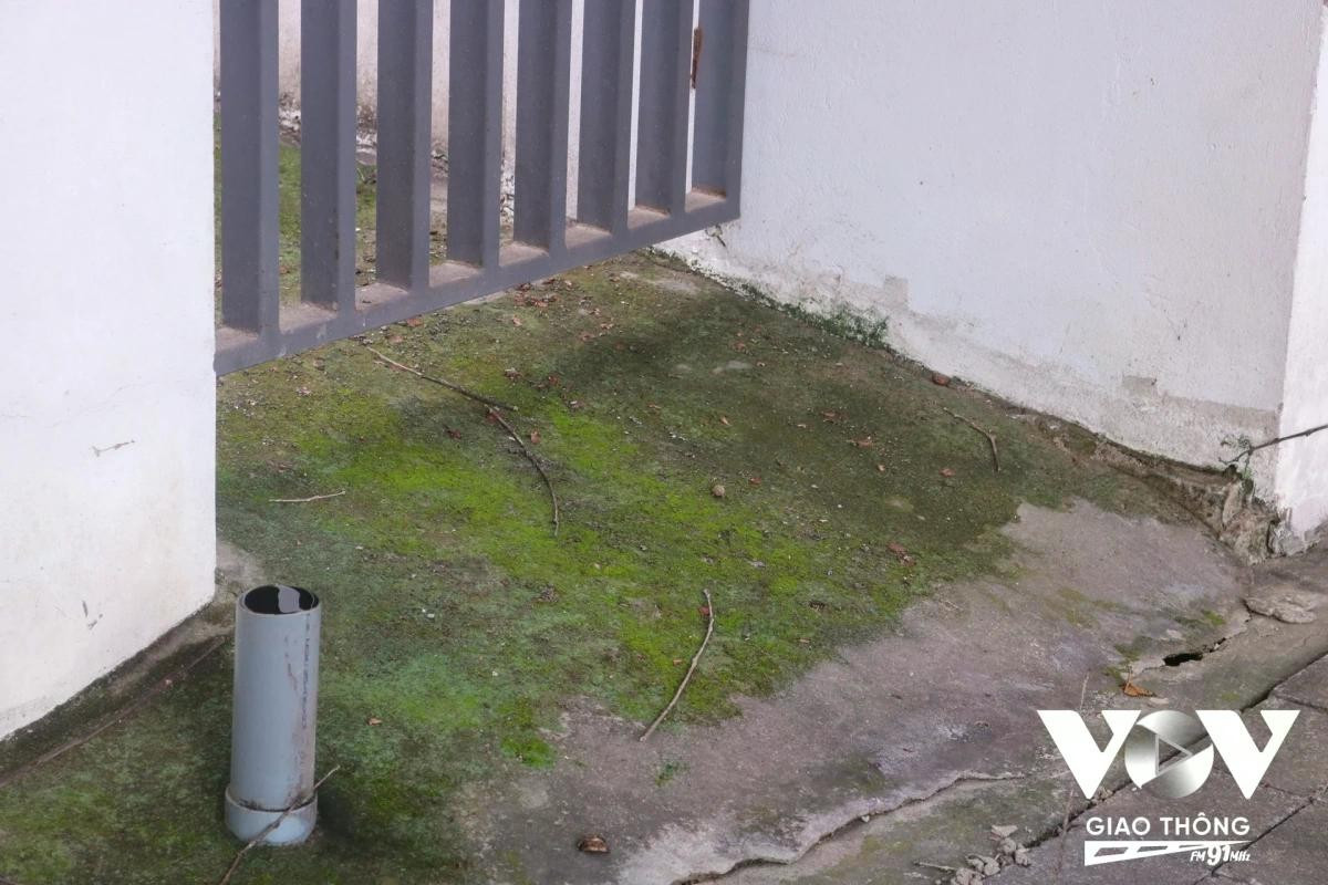 Mọc rêu, cỏ dại trong khuôn viên nhà, xung quanh là tình trạng chung của nhiều căn nhà tại khu biệt thự liền kề Dương Nội