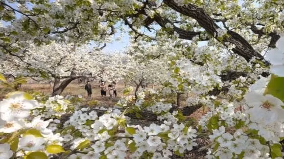 Hoa lê trắng là loại hoa đặc trưng của vùng cao Tây Bắc. Sắc trắng trong của hoa luôn mang vẻ đẹp trong trẻo, tinh khôi khiến bất cứ ai cũng khó lòng rời mắt. Sau Tết, là thời điểm hoa lê nở rộ được nhiều người mua về cắm. Hoa lê mang từ núi rừng xuống, bông trắng tinh khôi trên cành xù xì nấm mốc tạo nên một vẻ đẹp quyến rũ.