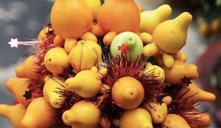 Cây dễ chăm sóc, chỉ cần nơi có ánh sáng và nhiệt độ trên 15℃ để tránh rét hại. Kiểm soát lượng nước hợp lý, tránh úng rễ, cây có thể giữ quả đẹp nhiều ngày, giúp không gian ngày xuân thêm sang trọng, ấm áp.