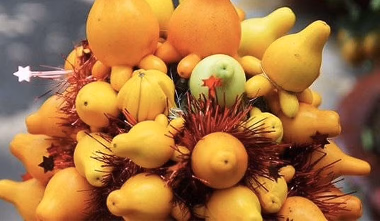 Cây dễ chăm sóc, chỉ cần nơi có ánh sáng và nhiệt độ trên 15℃ để tránh rét hại. Kiểm soát lượng nước hợp lý, tránh úng rễ, cây có thể giữ quả đẹp nhiều ngày, giúp không gian ngày xuân thêm sang trọng, ấm áp.