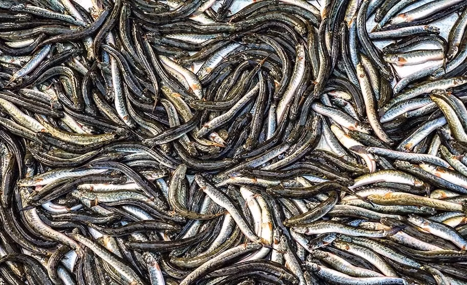 Đáng chú ý hơn, cá kèo khô được sơ chế, tẩm ướp và phơi khô tự nhiên hiện được bán với mức giá lên đến 700.000 đồng/kg đối với loại chất lượng cao. Sản phẩm này được ưa chuộng đặc biệt trong dịp lễ Tết vì hương vị đậm đà, dễ bảo quản và thích hợp làm món nhậu hoặc quà biếu.