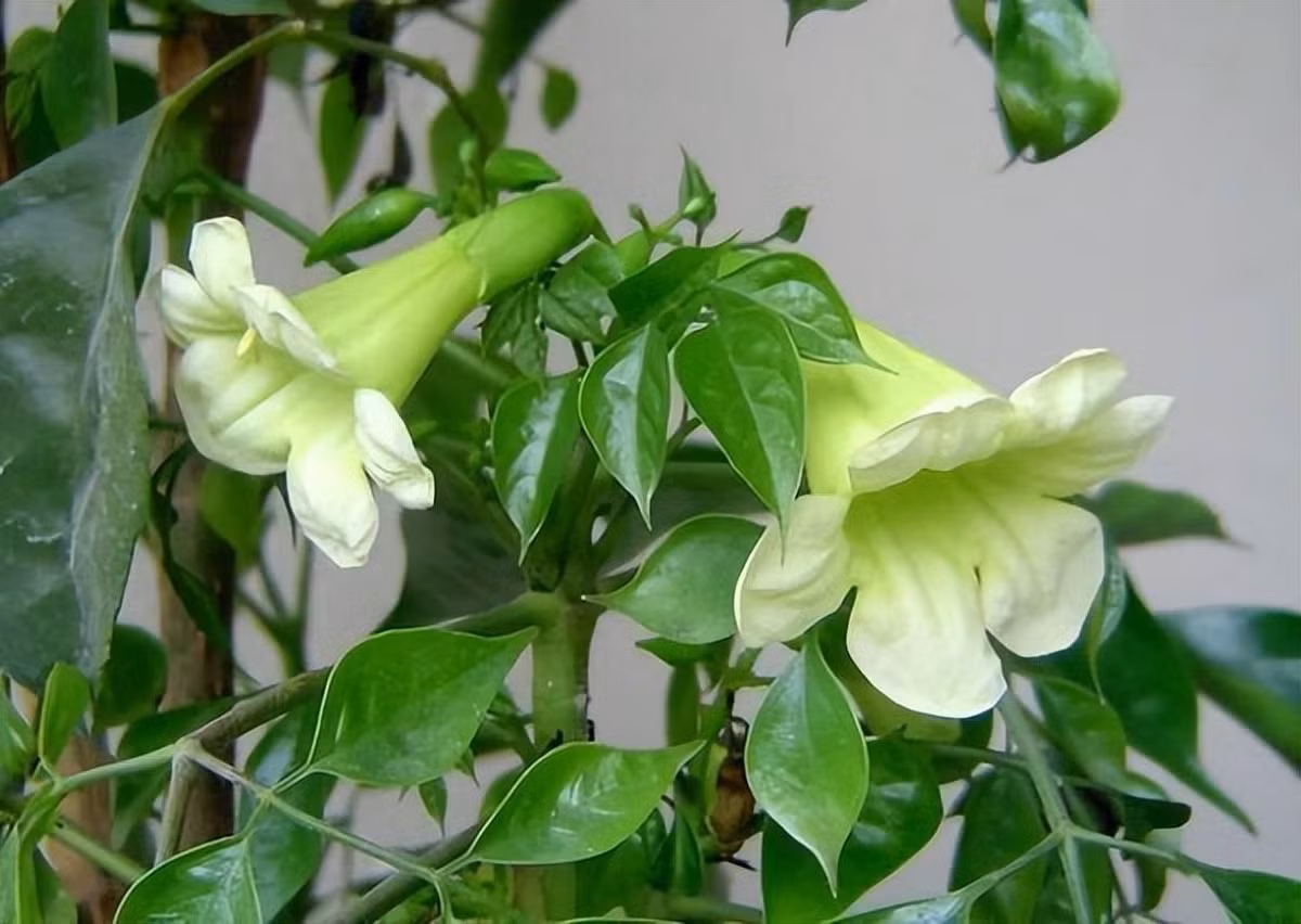 Chỉ cần ngắm cây xanh mướt, lòng người đã cảm thấy thư thái, tràn đầy hy vọng. Thông thường, cây nở hoa vào mùa hè hoặc thu với những bông hoa trắng sữa hoặc xanh nhạt, hình dáng như hoa loa kèn, vui tươi và đáng yêu.