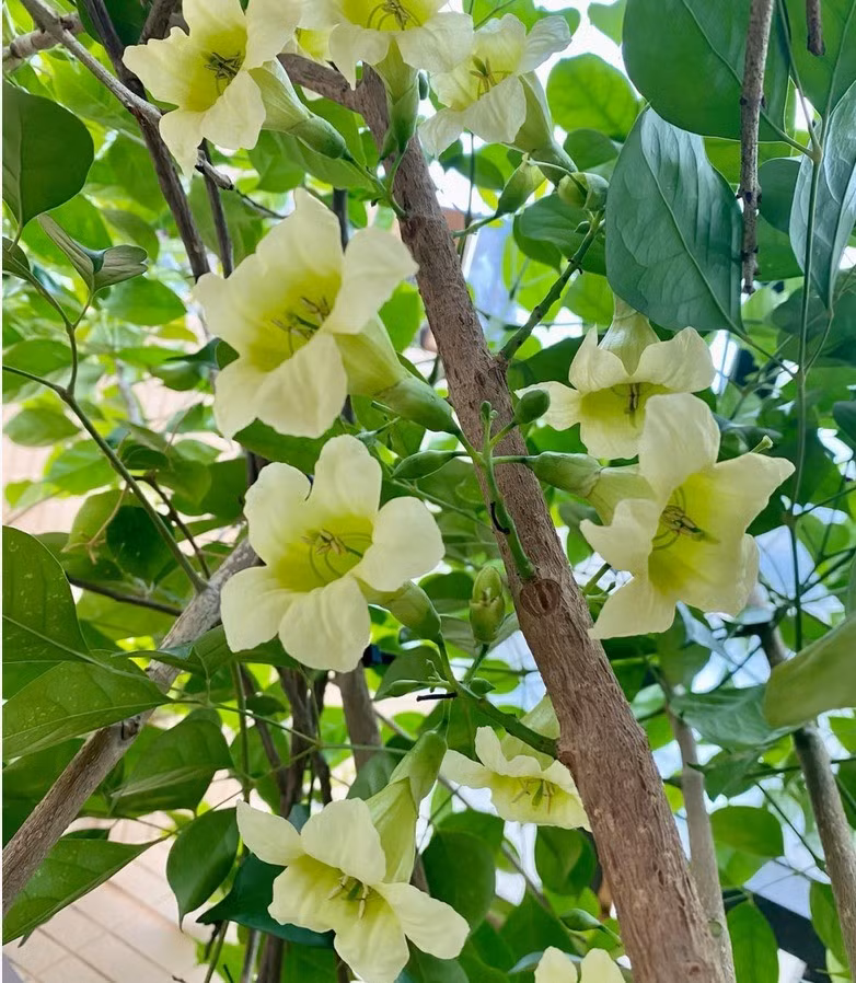 4. Cây hạnh phúc: Đúng như tên gọi, cây hạnh phúc mang đến niềm vui và cảm giác may mắn cho gia đình. Cây cao lớn, lá bóng đẹp, rất phù hợp để đặt ở phòng khách, ban công hay phòng đọc.