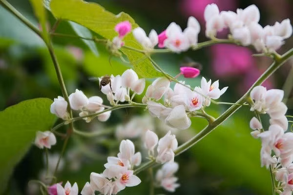 Muốn có giàn tigon bông sai, rực rỡ: hãy để cây đủ ánh sáng, tưới đều, bón phân định kỳ và bấm ngọn thường xuyên để cây ra nhiều nhánh đẹp.